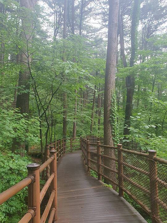 가평 잣 향기 피톤치드길./산림청