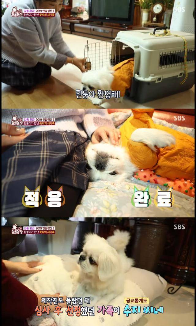 [연말결산] 개그우먼 이수지 씨와 ‘흰둥이’의 해피견생 2막♡ I TV동물농장 (Animal Farm). SBS STORY 유튜브 캡처