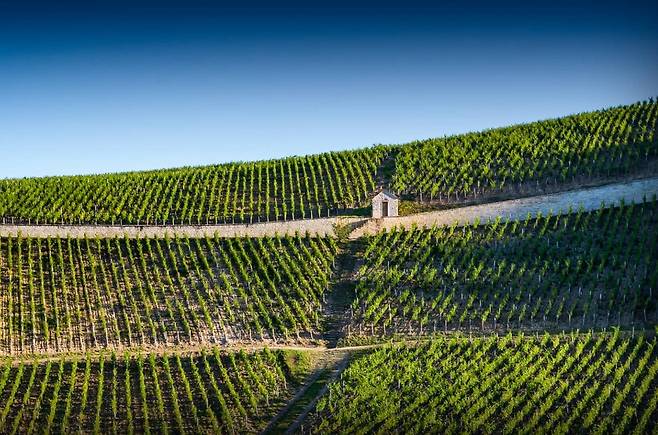 도멘 롱-드파키 샤블리 그랑크뤼 모노폴 ‘무토네’ 전경. 홈페이지