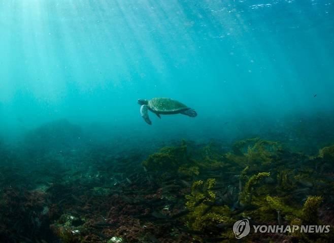 자유롭게 유영하는 푸른바다거북 [AP=연합뉴스 자료사진. 재판매 및 DB 금지]