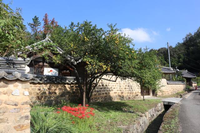 삼가헌 대문채 앞, 붉은 꽃무릇과 탱자나무가 객지의 나그네를 반갑게 맞이한다.