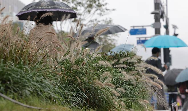 ▲ 황금연휴가 끝나고 비가 내리는 10일 서울 광화문광장 세종대로 사거리 인근 수크령에 가을비가 맺혀있다.연합