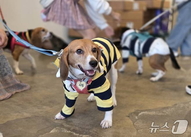 가족을 찾기 위해 제2회 비글 입양제에 참석한 '사동' ⓒ 뉴스1 한송아 기자