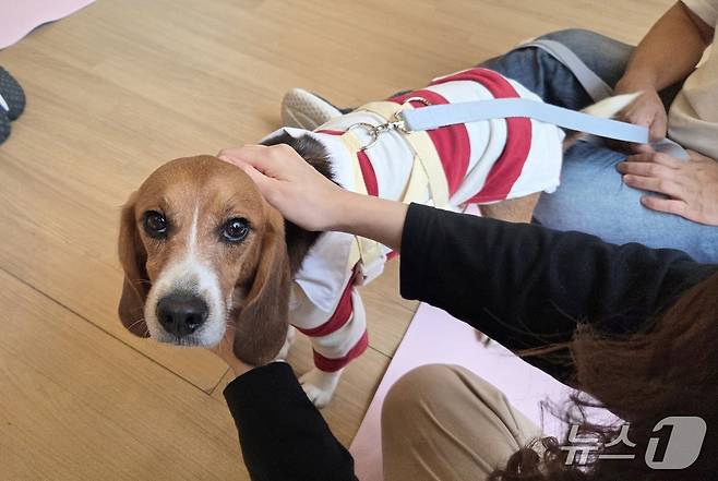 가족을 찾으러 온 실험 비글 '오멍' ⓒ 뉴스1 한송아 기자