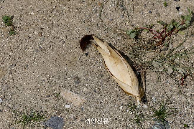 강원 강릉시 오봉저수지 인근 민가에 말라버린 옥수수밭. 문재원 기자