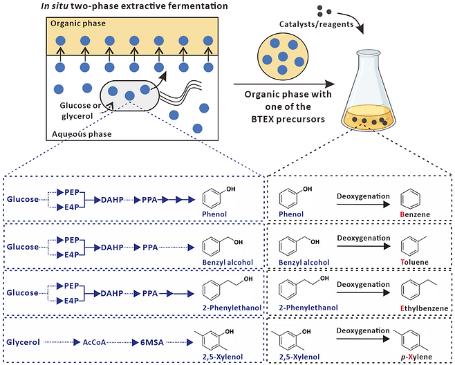 미생물 공정과 화학적 공정을 결합한 포도당과 글리세롤로부터의 BTEX 생산 공정 요약도.[KAIST 제공]