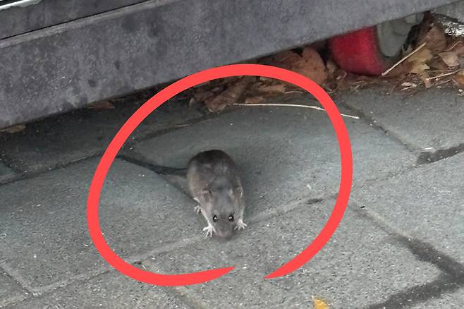 서울 도심에서 발견된 쥐.[X(구 트위터) 갈무리]