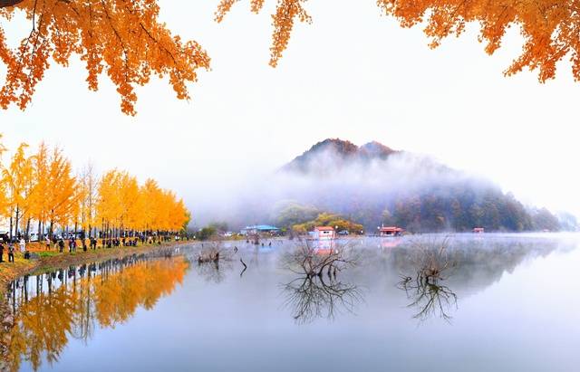 ▲ 지난해 괴산군 문광면 은행나무길과 문광저수지. /괴산군 제공