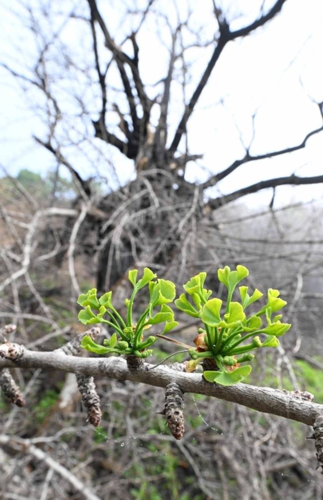 은행나무는 불에 탄 지 50여 일에 새순을 돋아내며 놀라운 회복력을 보였다. /경남도민일보 DB