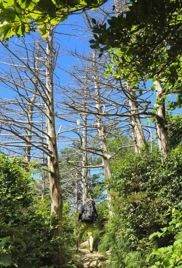 지리산 구상나무가 고사해 허옇게 뼈대만 드러내고 있다.