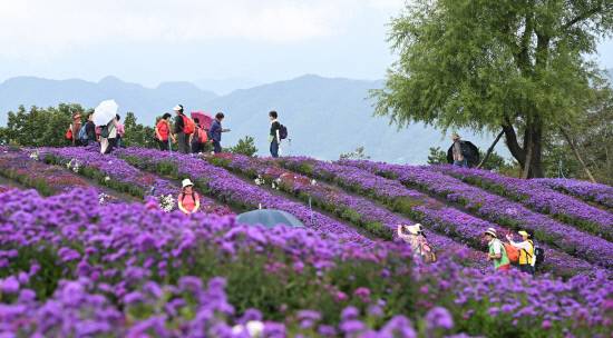 지난 9월 19일부터 10월 12일까지 24일간 거창 별바람언덕 일원에서 열린 '제5회 감악산 꽃별여행'이 성황리에 막을 내렸다. 사진=거창군