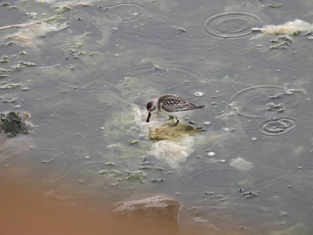 세계적인 멸종위기종 ‘넓적부리도요’가 지난 9월 7일 울산 울주군 서생면 솔개공원 해안 갯바위 일원에서 먹이 활동을 하고 있다. 이성남 자연환경해설사 제공