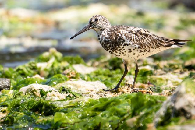 멸종위기야생생물 Ⅱ급이자 세계자연보전연맹(IUCN) 적색목록상 ‘위기종’인 ‘붉은어깨도요’가 최근 울산 울주군 서생면 솔개공원 해안의 짙은 초록빛 해초 위를 걷고 있다. 조현표 새 통신원 제공