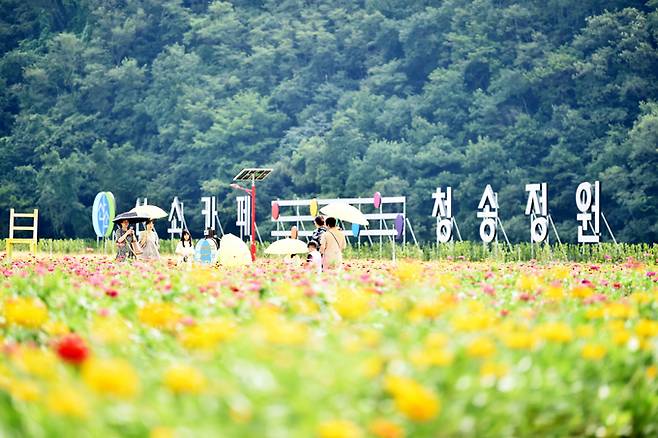 ▲ 산소카페청송정원의 백일홍이 만개해 화려한 자태를 뽐내고 있다. 청송군은 사과축제 기간동안 청송정원을 방문하는 관람객들이 크게 늘어날 것으로 보고 편의 시살을 보강하는 등 관람객 맞이에 들어갔다.