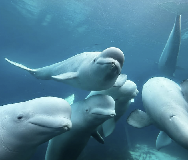 흰고래 벨루가. 캐나다 마린랜드 인스타그램