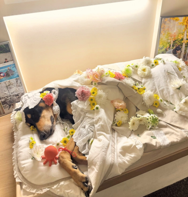 모델 배정남이 세상을 떠난 반려견 벨을 향한 마지막 인사로 시청자들의 마음을 울렸다. 사진=SNS