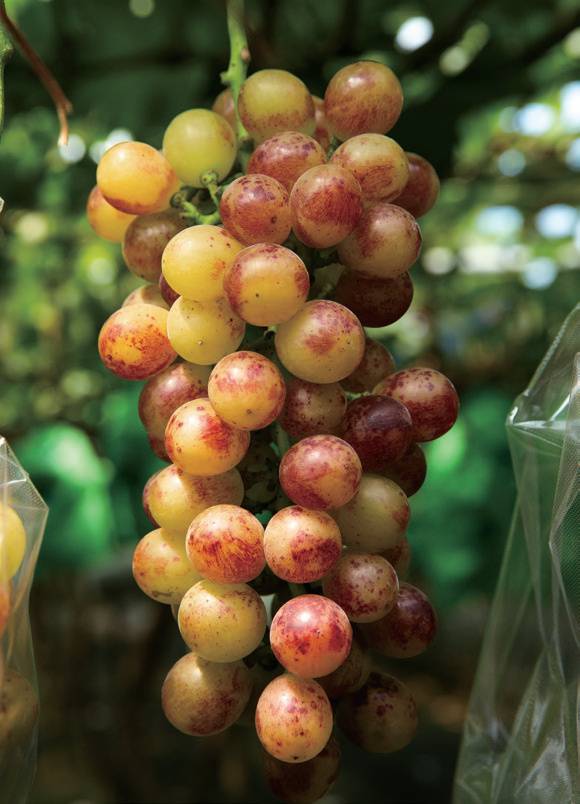 국립원예특작과학원이 교배 육성한 ‘슈팅스타’. 가까이에 가면 솜사탕 향이 나는 것이 매력이다.