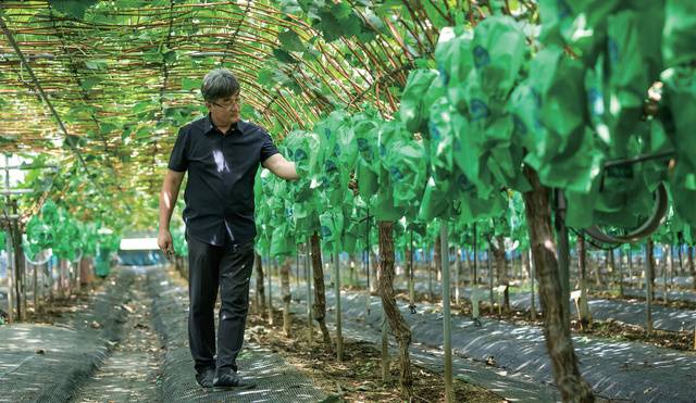 기후변화와 소비자 트렌드 등 다양한 환경 변화에 대처하기 위해서는 포도뿐 아니라 우리 농업 자체가 변해야 한다고 강조한 포도 명장, 신길호 ‘탐스러운 포도원’ 대표.