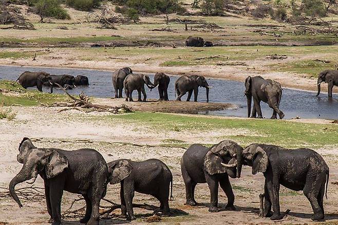 /Elephants for Africa