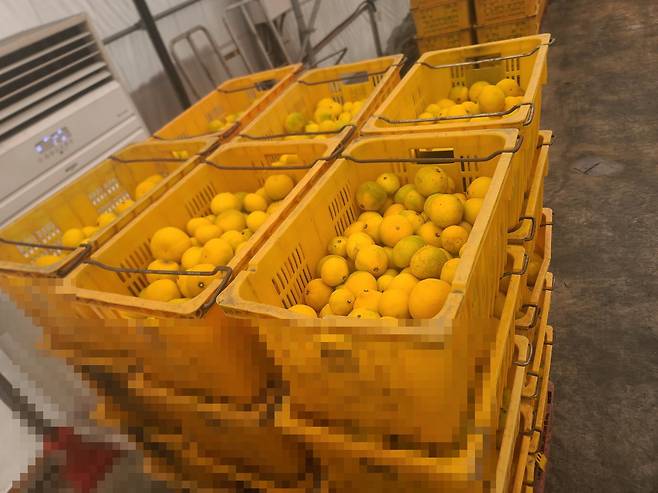 서귀포시 모 선과장에서 초록빛 감귤을 화학약품을 이용해 노란색으로 착색시키는 모습. 제주도 자치경찰단 제공