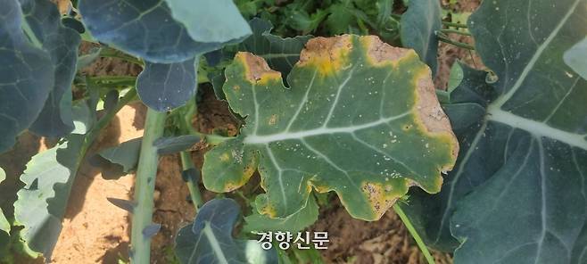 제주도농업기술원은 월동채소 주산지인 애월읍, 한림읍 지역에서 브로콜리 검은무늬병과 검은썩음병 확산되고 있다. 제주도 제공