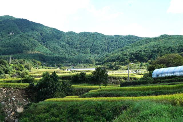 지리산둘레길 상황마을의 계단식 논 ‘다랑이’. 이곳이야말로 다랑이의 본질적 아름다움을 정직하게 보여준다. 휘어진 논두렁의 층층이 매혹적인 풍경을 만들어 낸다./사진작가 각로 박혜란/