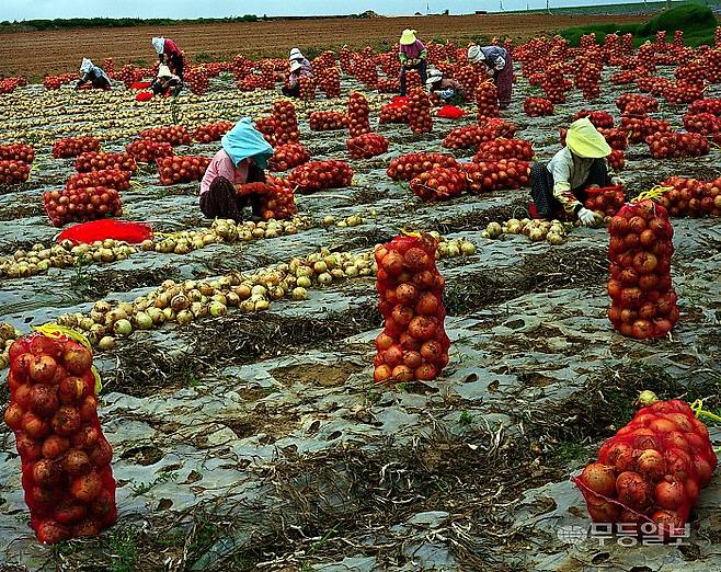 무안 9품- 무안 양파수확