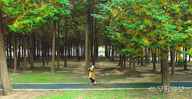 무안 9길-도리포송림숲