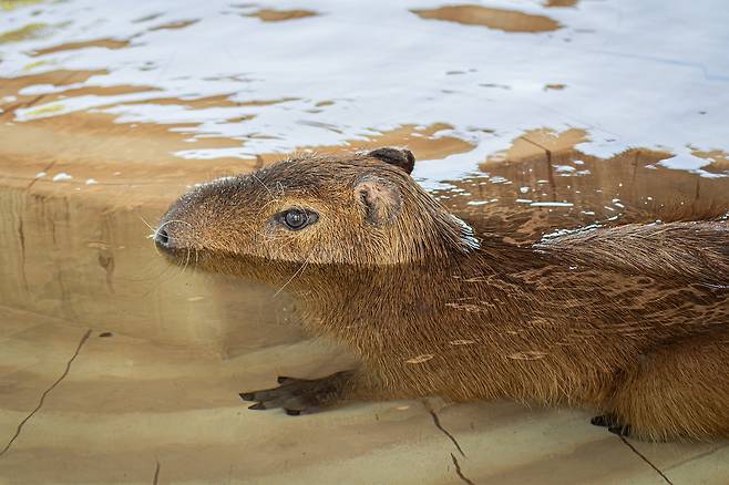 ‘모모쥬 동물원’의 카피바라. 사진제공|제주신화월드
