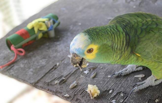 실험 중인 청이마 아마존 앵무(Amazona aestiva) 청이마 아마존 앵무(Amazona aestiva)가 먹이 옆에 낯선 물체가 있을 때 어떤 반응을 보이는지 알아보는 실험을 하고 있다. [Jimena Lois-Milevicich 제공. 재판매 및 DB 금지]