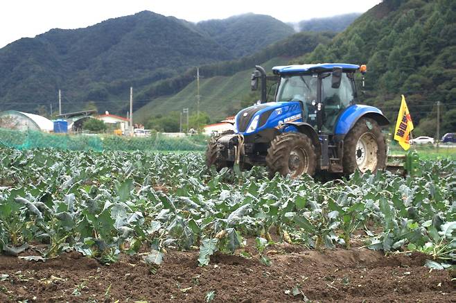 16일 오전 청주시 상당구 미원면 기암리의 한 배추밭에서 농민이 트랙터에 올라 손수 키운 브로콜리를 직접 갈아엎고 있다. 이날 폐기한 브로콜리는 배추무름병에 걸려 수확이 어려운 상태다. 사진=강준식 기자&nbsp;kangjs@cctoday.co.kr