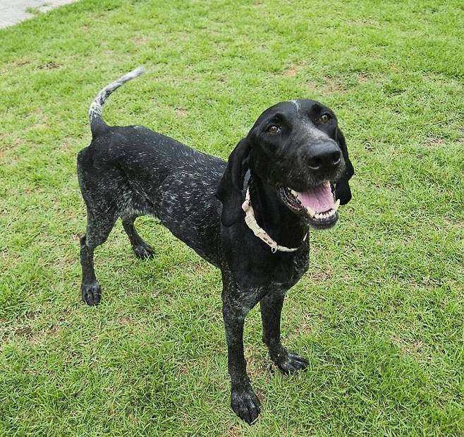 사람을 좋아하는 1살 포인터 '핑고'가 입양을 기다리고 있다(동물과 함께 행복한 세상 제공). ⓒ 뉴스1