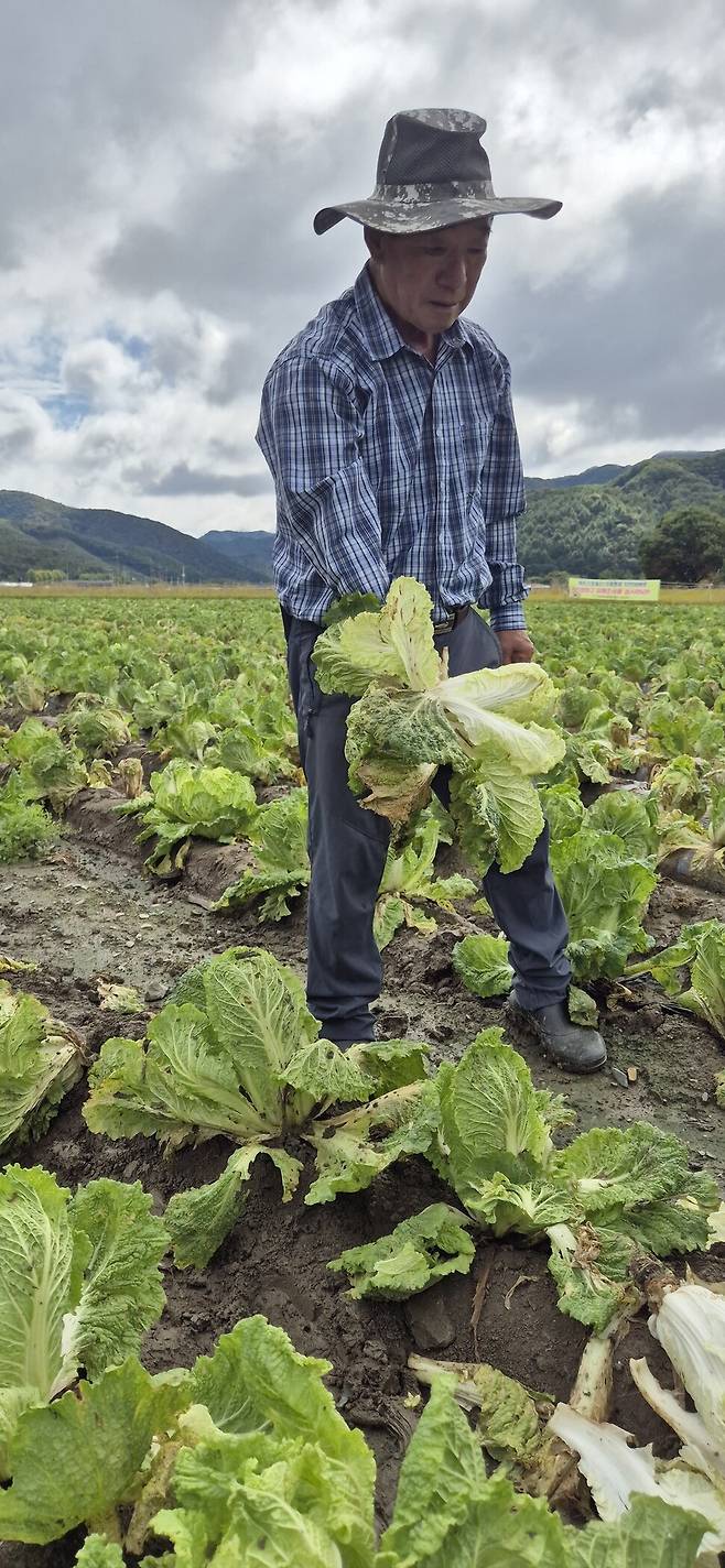 배추 재배농 양성근싸기 무름병으로 못쓰게 된 배추를 보이고 있다. 오윤주 기자