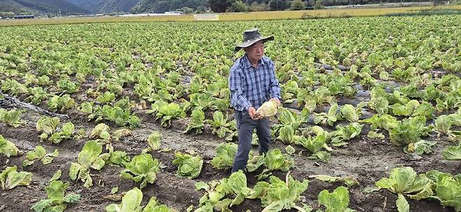 배추 재배농 양성근싸기 무름병으로 못쓰게 된 배추를 보이고 있다. 오윤주 기자