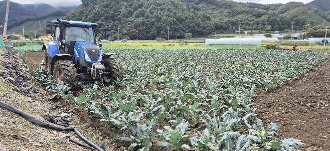배추뿐 아니라 브로콜리 등도 무름병 등 세균성 병충해로 피해가 확산한다. 충북 청주시 미원면 최영회씨가 트랙터를 동원해 자신의 브로콜리 밭을 갈아엎었다. 오윤주 기자