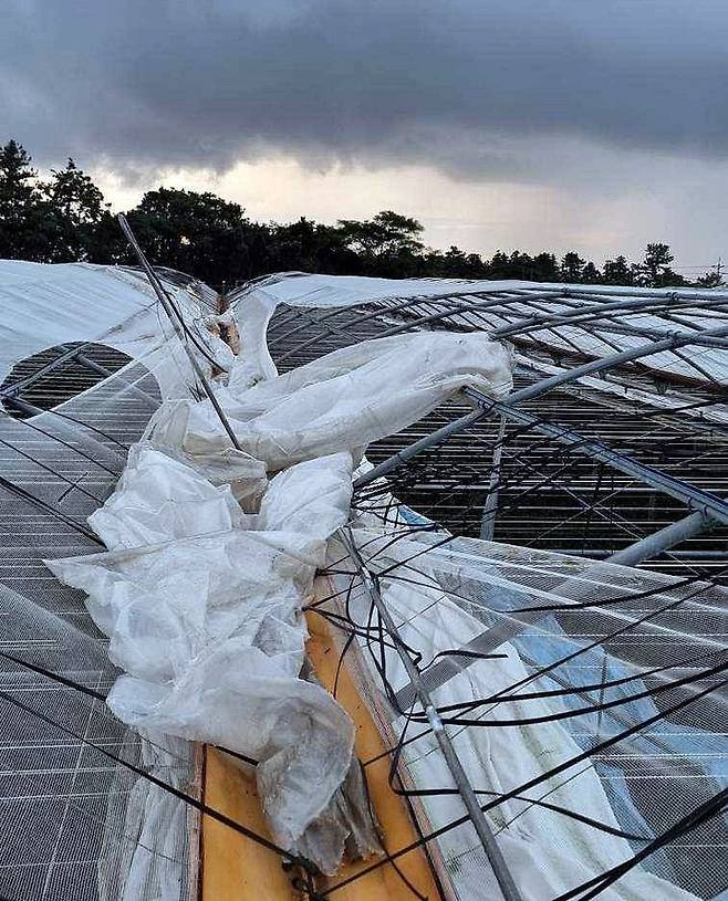 [서귀포=뉴시스] 지난 15일 오후 제주 서귀포시 남원읍 태흥리 마을을 휩쓴 용오름 현상 탓에 비닐하우스가 날아가고, 감귤이 떨어지는 등 피해가 발생했다. 사진은 용오름 피해 모습. (사진=독자 제공) photo@newsis.com *재판매 및 DB 금지