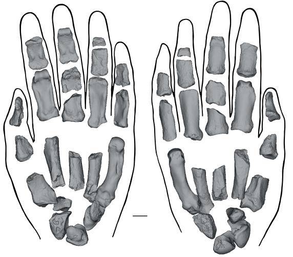 파란트로푸스 보이세이 화석(KNM-ER 101000) 왼손 복원도  케냐 투르카나 호수 근처에서 발견된 152만년 전 호미닌 파란트로푸스 보이세이 화석(Paranthropus boisei, KNM-ER 101000)의 왼손 복원도. 왼쪽은 손바닥 면, 오른쪽은 손등 면. 기준 자는 1㎝. [Nature, Carrie Mongle et al. 제공. 재판매 및 DB 금지]