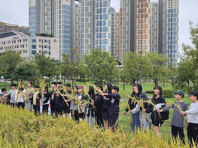 도심 속 '전래 벼 수확 체험'을 하고 있는 어린이들.사진=시흥시