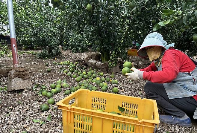 17일 오전 10시께 찾은 서귀포시 남원읍 태흥1리의 한 비닐하우스에서 한 농민이 떨어진 한라봉을 컨테이너에 담고 있다.&nbsp; ⓒ제주의소리