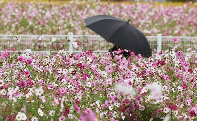 가을비가 내린 13일 경기도 의왕시 왕송호수 인근에서 우산을 쓴 시민이 활짝 핀 코스모스 사이를 지나고 있다. 연합뉴스 제공