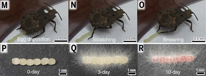 톱날노린재 암컷이 줄지어 알을 낳는 과정. 알을 낳고(M) 뒷다리를 긁어서(N) 알에 문지른다(O). P~R은 톱날노린재 알이 성숙하며 표면의 곰팡이가 함께 자라는 과정을 시간 흐름에 따라 촬영한 사진. Nishino et al.(2025)/Science 제공