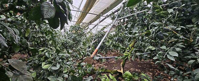 (화면제공: 한대헌 서귀포 남원읍 태흥1리 이장)