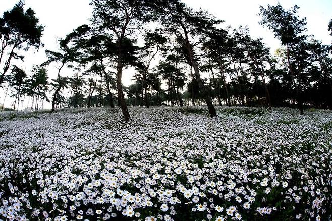 Jeongeup Gujulcho Festival