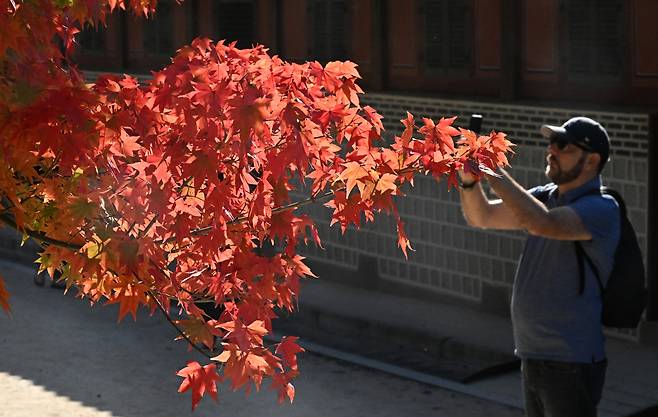 서울 중구 덕수궁에 단풍나무가 붉게 물들어 있다. 임세준 기자