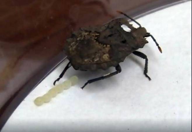 알을 낳는 가는뿔악취노린재(Megymenum gracilicorne) 가는뿔악취노린재(Megymenum gracilicorne) 암컷은 뒷다리에 저병원성 곰팡이를 재배하고, 이 곰팡이 균사를 알의 표면에 발라 기생벌 침입으로부터 알을 보호하는 것으로 밝혀졌다. [