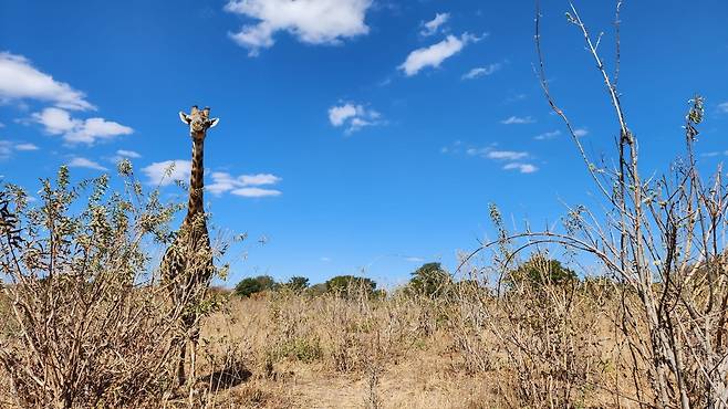 2023년 6월 25일(현지시간) 보츠와나 초베 국립공원의 기린 [촬영 유현민]
