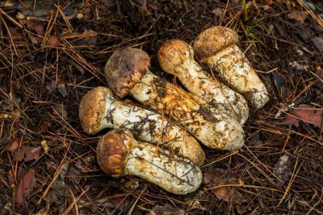 자생지에서 바로 채취한 1등급 송이버섯