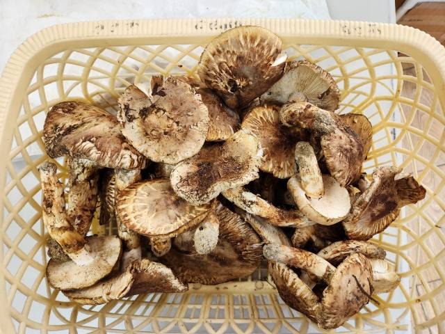 등외품으로 거래되는 송이버섯