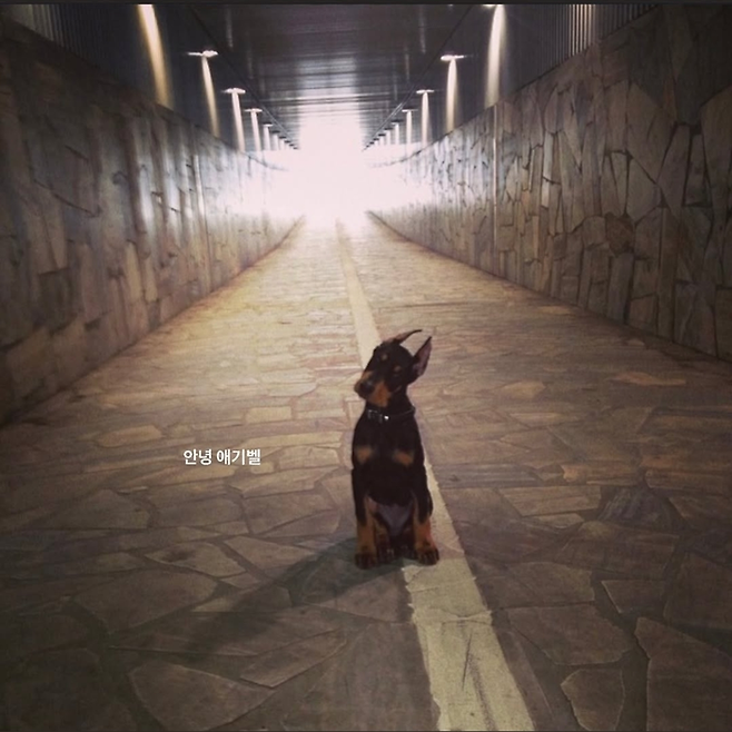 배정남 반려견. 사진 | 배정남 SNS