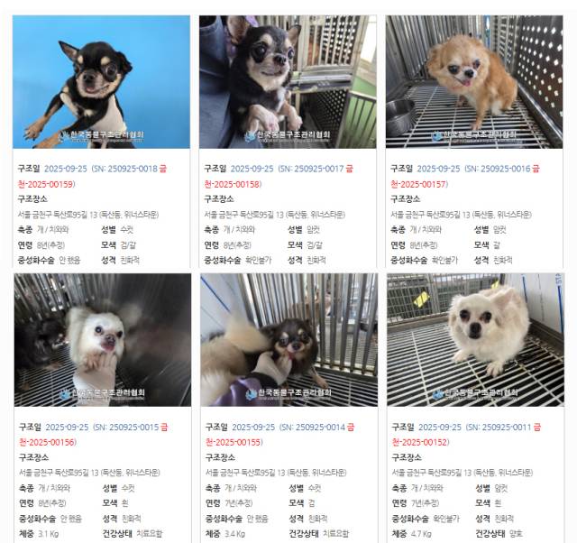 사진=한국동물구조관리협회 캡처